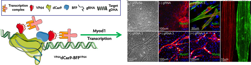 Figure 1. Direct conversion of fibroblasts into myoblasts using CRISPR/dCas9-based gene activation strategy. Co-expression of a single targeting gRNA molecule along with VP64dCas9-BFPVP64 is sufficient to induce direct reprogramming of primary MEFs into skeletal myocytes. We readily detect formation of multinucleated myotubes that express myoblast-specific markers and striated sarcomeres to indicate a high degree of cytoskeletal organization and maturity. Within 3 weeks of cell transduction we can observe myotubes exhibiting spontaneous intermittent twitching. This approach also works for converting human endothelial progenitor cells into skeletal myocytes.